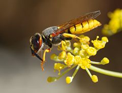 wasp